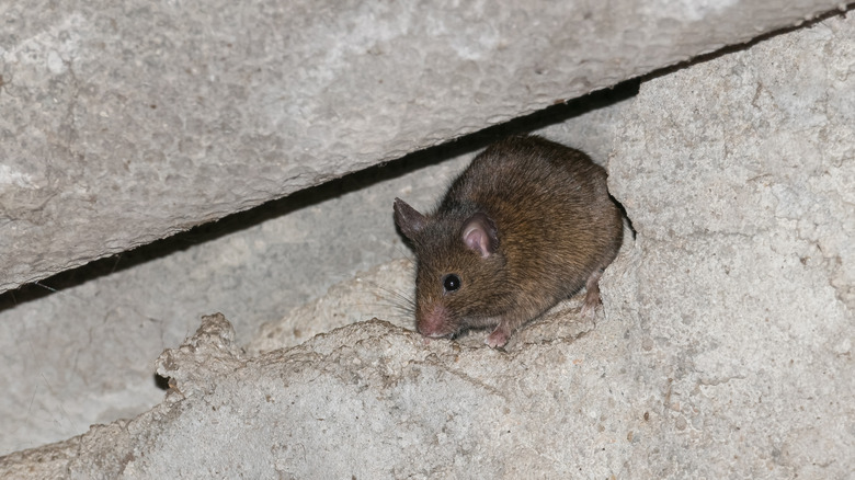 mouse sneaking through crack in door