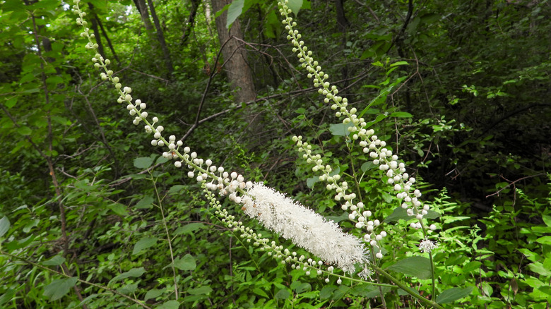 A few flowers of black cohosh bloom in a deciduous forest.