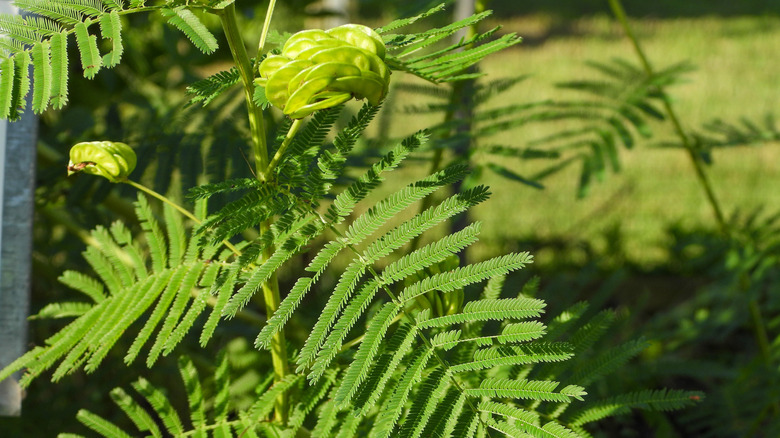 Seed heads forming on an Illinois bundleflower growing in a home garden.