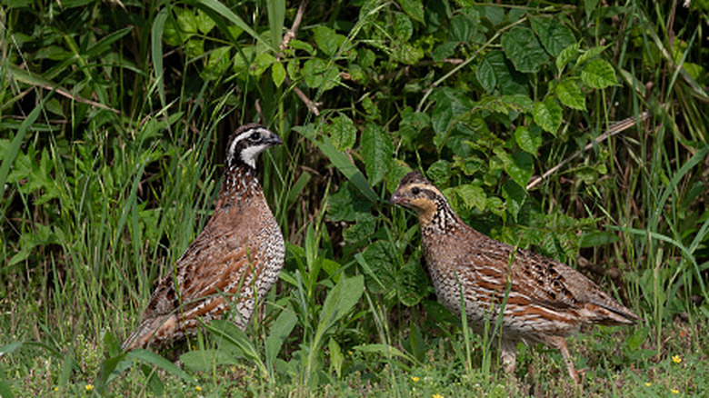 Two Northern bobwhite quail, which regularly feed on Illinois bundleflower seeds, in a home garden.