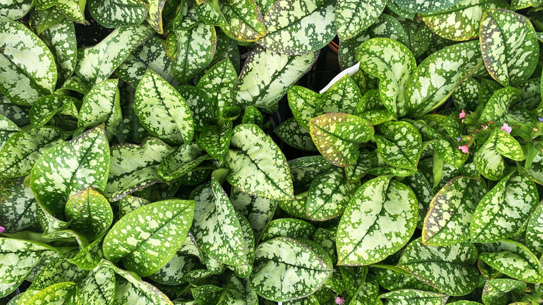 A lungwort plant without blooms showing the brightly speckled leaves