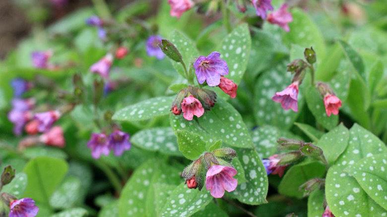 Closeup of lungwort plant with colorful blooms and spotted leaves
