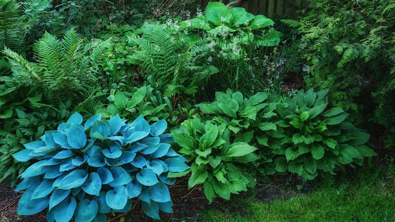 A collection of stunning hostas growing in a shady garden