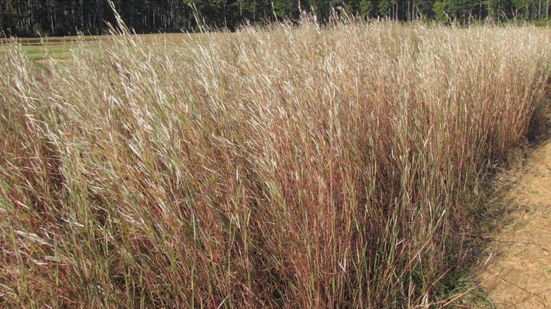 A border of native splitbeard bluestem grass in a large backyard garden.