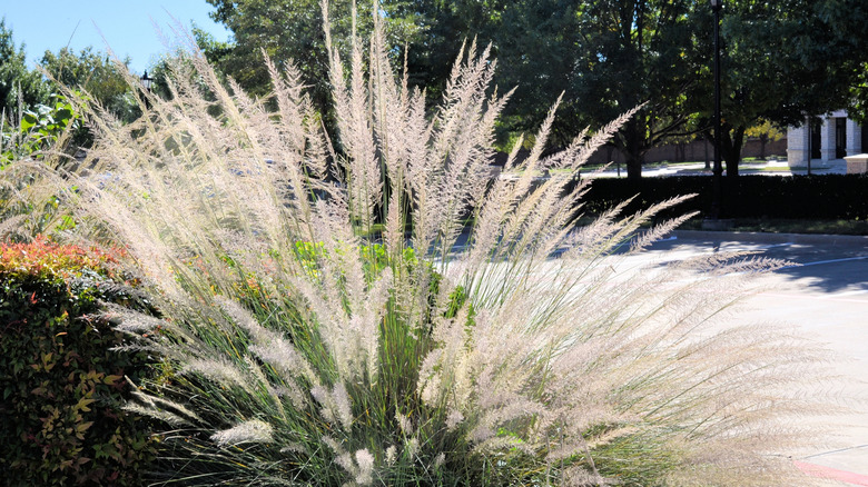 Lindheimer's Muhly grass