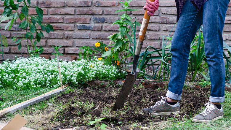 woman digging in the garden