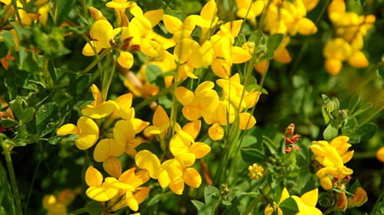 The birdsfoot trefoil with bright yellow flowers up close