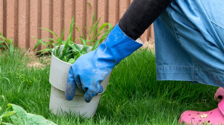 Close-up of a person's gloved hand holding a pot of weeds that are being pulled from a lawn