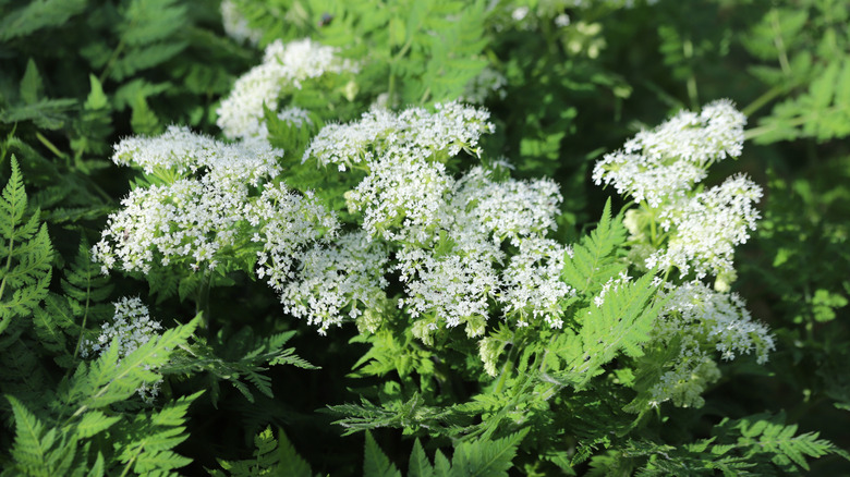sweet cicely in bloom