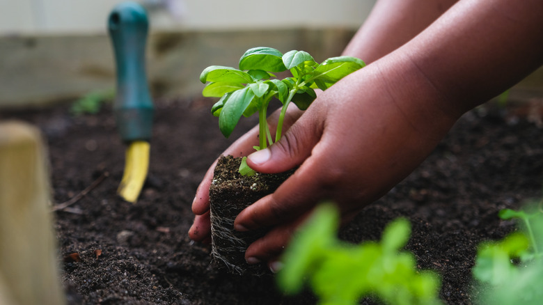 person planting basil in garden bed