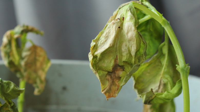 dying basil plant