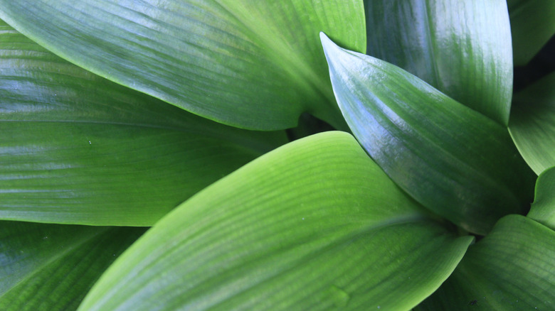 Closeup of cast iron plant leaves