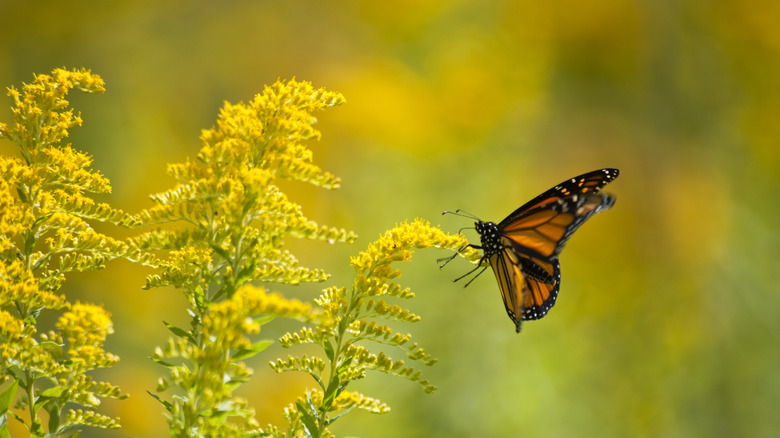 Monarch butterfly visiting goldenrod flower