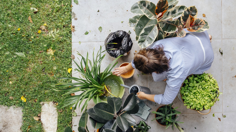 Person tending to various container plants on patio