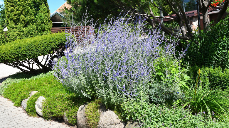 Russian Sage and other plants growing in garden
