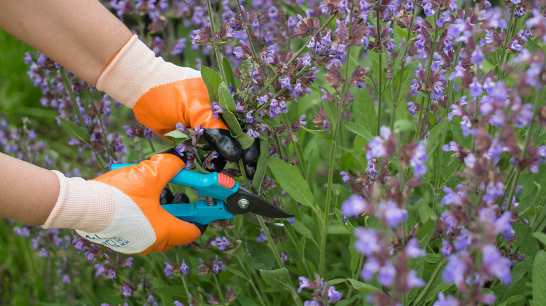 Gardener pruning Russian sage plant