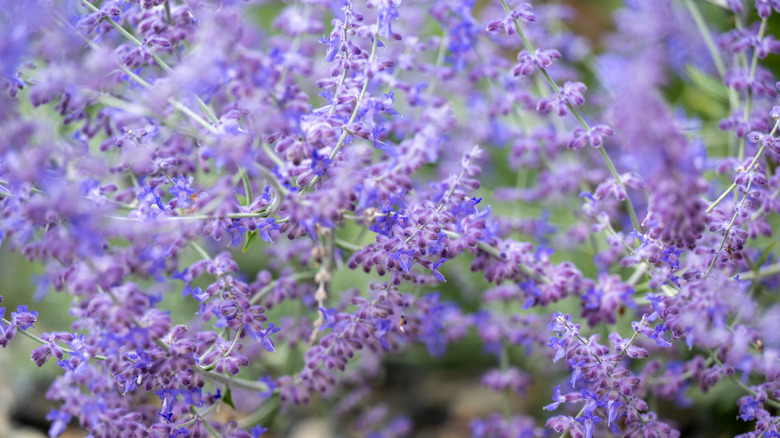 Close up of Russian sage flowers