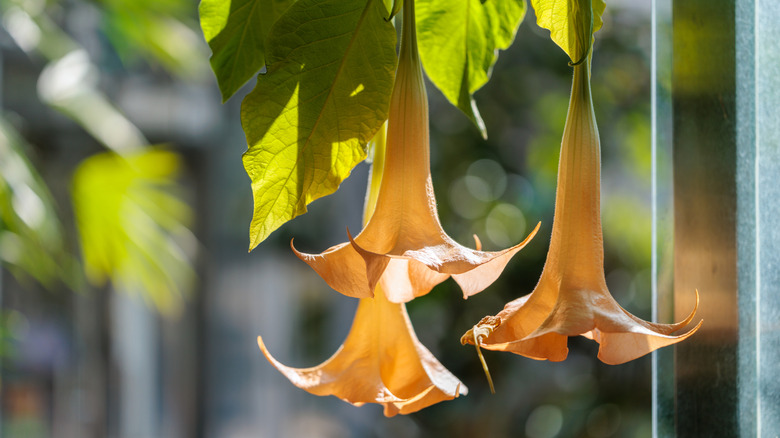 Close up of angel's trumpet flowers