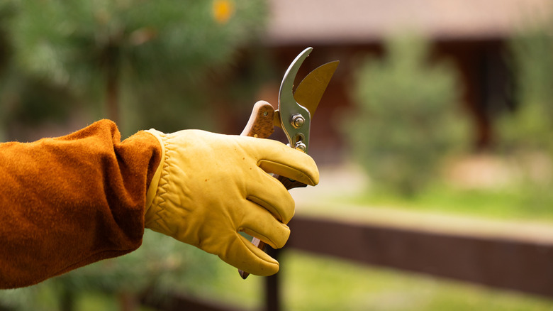 A hand wearing a gardening glove and holding pruning shears