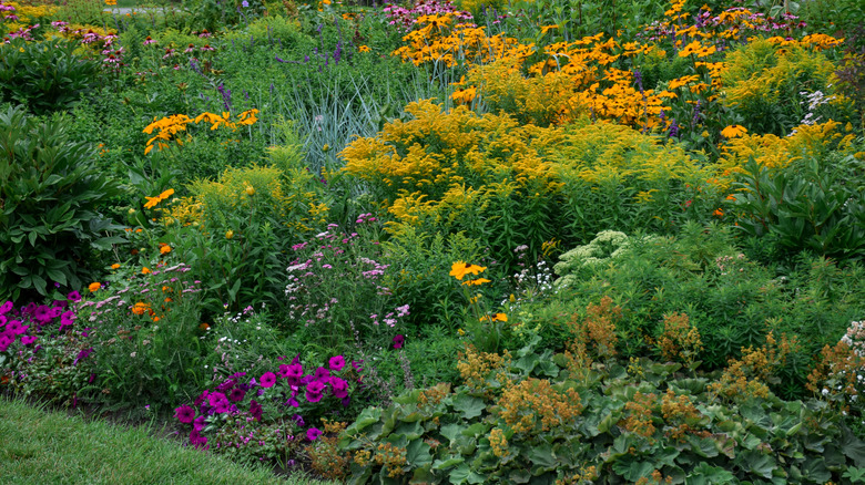 A variety of perennials in a large bed