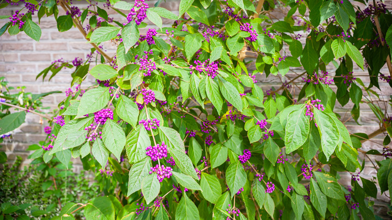 American beautyberry shrub in front of a brick wall