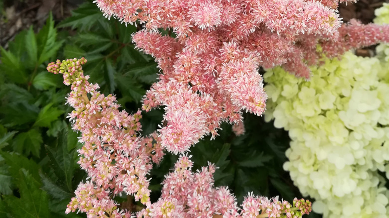 A pink-flowering astilbe in the foreground with a white-blooming hydrangea shrub in the background.