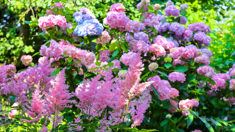 Pink and blue hydrangea shrubs with a pink-flowering astilbe in the foreground.