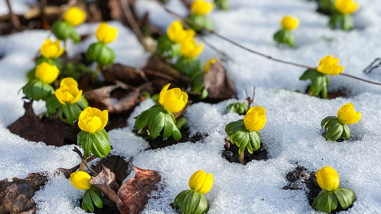 Yellow winter aconite flowers blooming through snowfall.