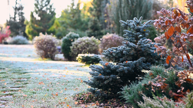 A yard and garden covered in frost.