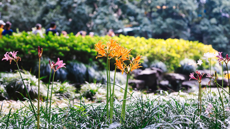 A close-up of the flowers on golden spider lilies