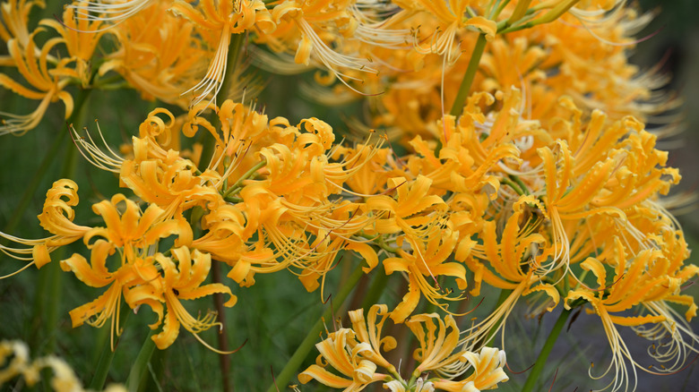 A thriving patch of golden spider lilies in bloom