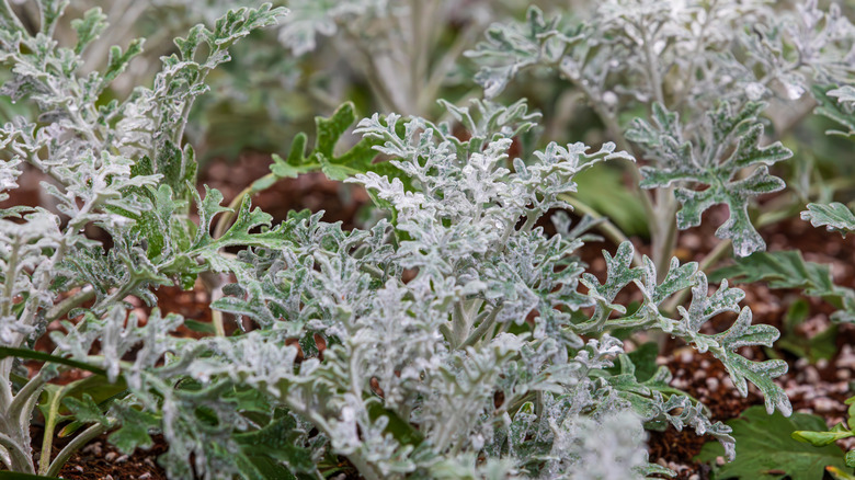 Dusty miller growing in a garden.