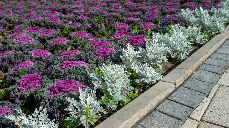 Paved walkway beside ornamental kale and dusty miller plants.