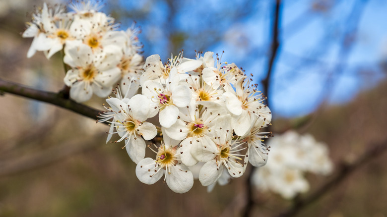 The white flowers of a callery pear tree.