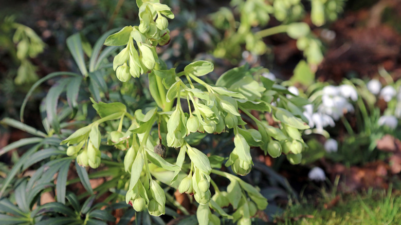 closeup on stinking hellebore blooms