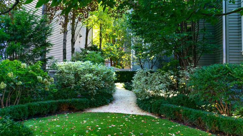 walkway leading into shaded garden with variety of plants