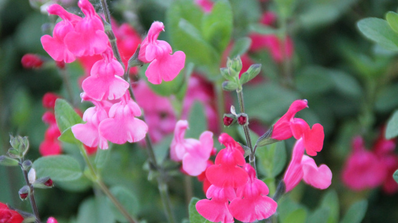 Pink flowers on an autumn sage plant