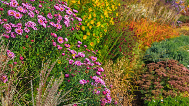 Colorful perennial flower bed in autumn