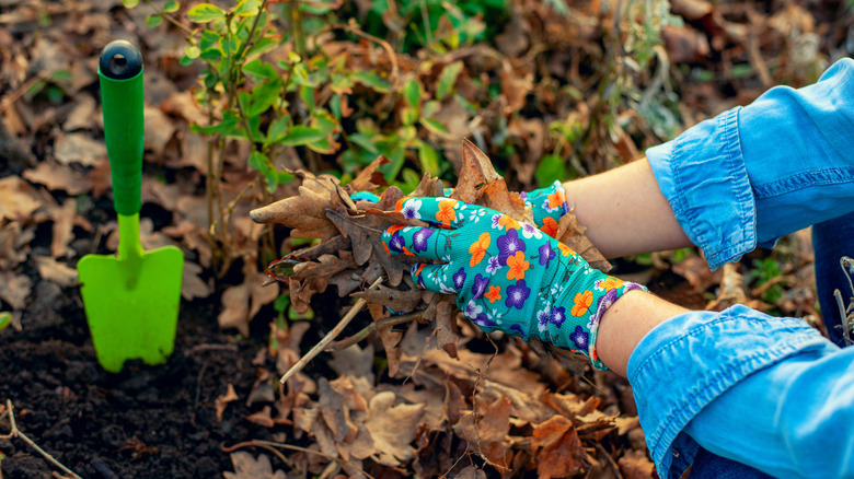 A person wearing gardening gloves moving dried, dead leaves out of the way for planting
