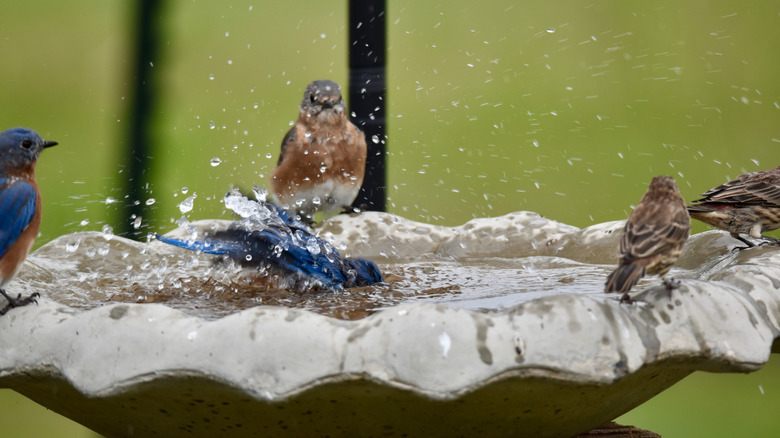 Birds enjoying the cool, clean water of a birdbath.