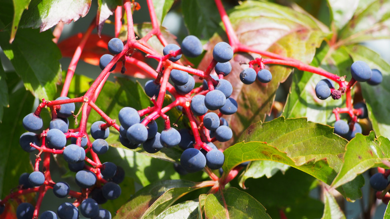A closeup of the deep blue berries on a Virginia creeper.