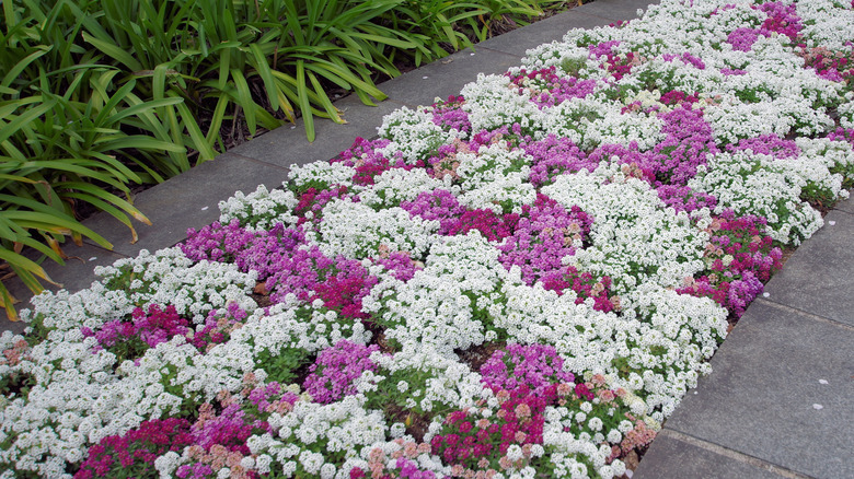 A few different varieties of sweet alyssum growing in a garden bed as a ground cover