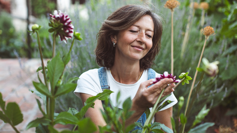 A gardener admiring the gorgeous dahlia blooms