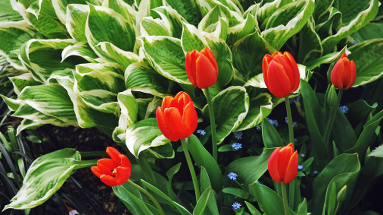 Closeup of red tulips plants with hostas