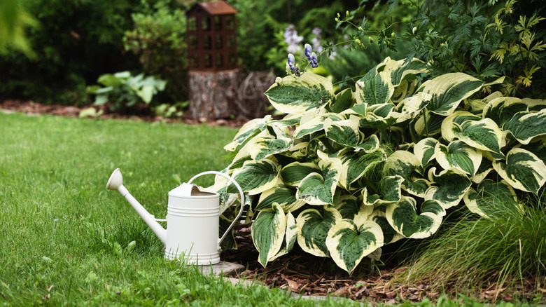 Closeup of a hosta plant in a garden with a white watering can