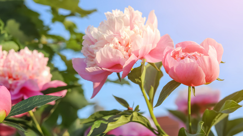 Close up of a light pink peony against a bright blue sky