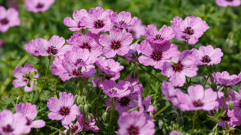 Pink ballerina geranium in bloom