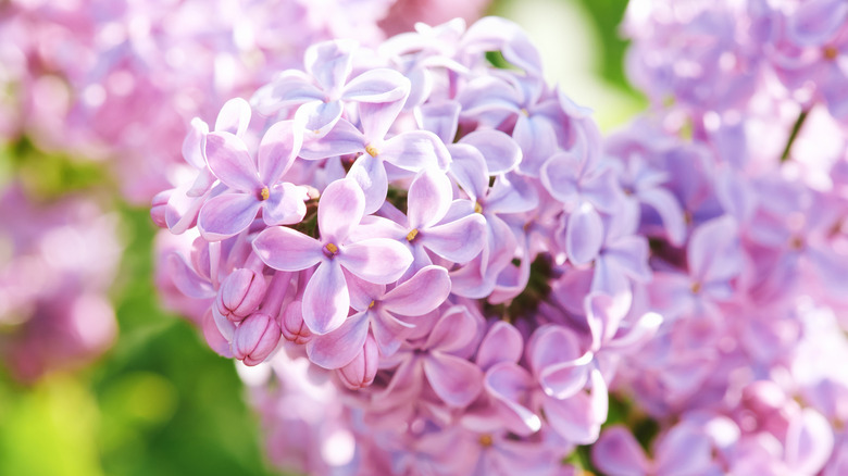 closeup on lilac flower