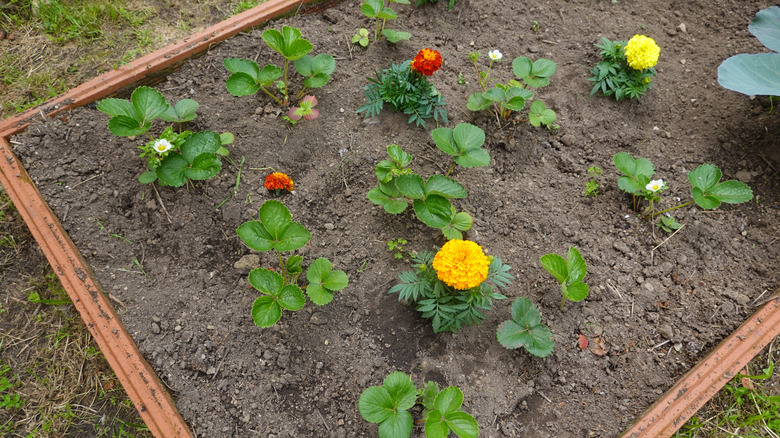 a new garden bed freshly planted with strawberries and marigolds
