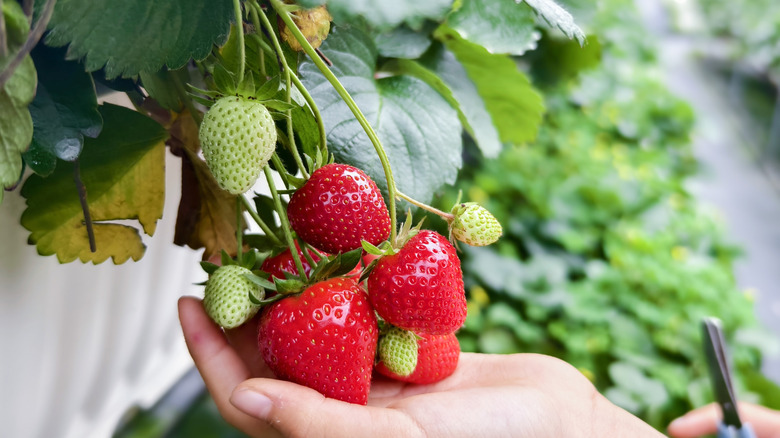 a gardener cradles strawberries in a greenhouse
